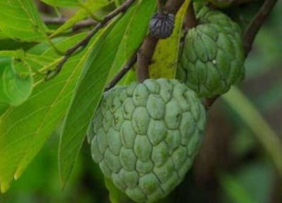 番荔枝成熟时间 番荔枝什么时候成熟