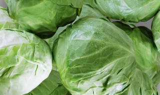 新鲜包菜如何长期保存 新鲜包菜的长期保存方法分享