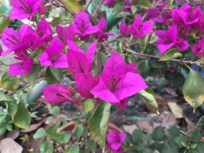 三角梅掉叶子什么原因 三角梅掉光叶子后光秃秃再长回来