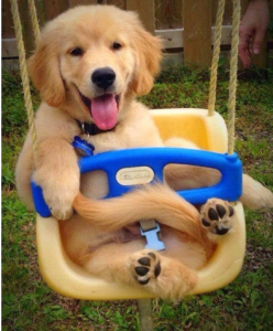 上班族养金毛攻略有哪些 七条养金毛犬实用经验分享