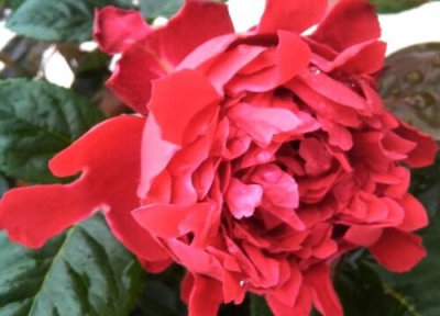 月季红蜘蛛怎么处理 月季遭受红蜘蛛后如何进行养护