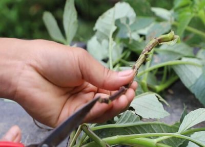 大丽花扦插生根时间 大丽花扦插多久生根