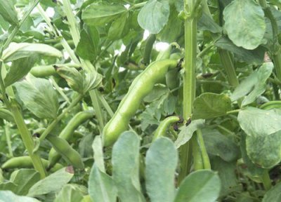 蚕豆成熟时间 蚕豆什么时候成熟