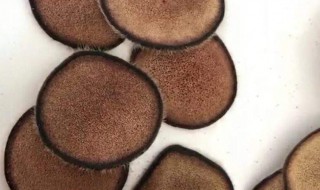 鹿茸怎么晒干 鹿茸的晒干方法介绍