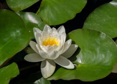 荷花是植物吗 属于多年生的草本植物