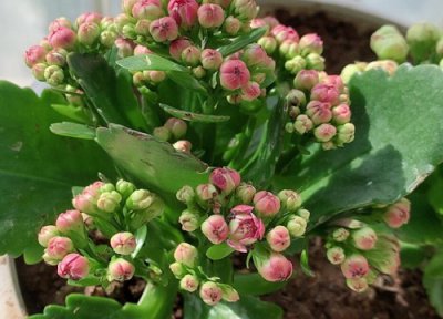 长寿花叶长虫子怎么办 长寿花感染叶螨虫该怎么救治