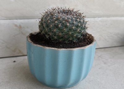 十大养不死的花草而且便宜 适合新手家里养的盆栽植物