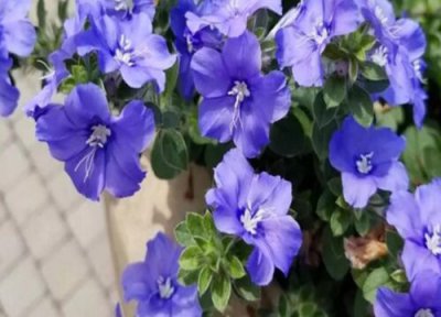 蓝星花耐寒吗 蓝星花冬天怎么养