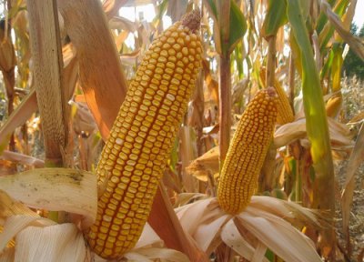 登海605玉米种简介 登海605种子审定公告、产量特征