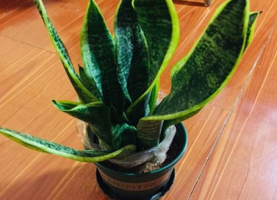虎皮兰不长新根怎么回事 虎皮兰根系不发达怎么办