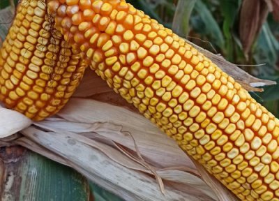 美联5931玉米种子简介 美联5931玉米品种国审编号