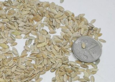 黄瓜种子种植条件 黄瓜种子种植方法步骤