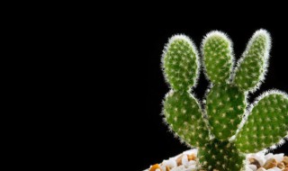 如何把仙人掌晒干保鲜储存 仙人掌晒干保鲜储存的方法