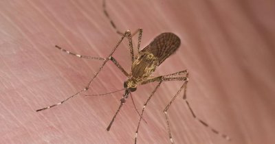 雄蚊子不吸血为什么还叮人 为什么雌蚊吸血雄蚊不吸血