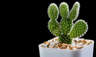 带刺的植物有哪些呢 带刺的植物介绍