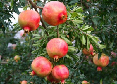 石榴不开花原因 石榴为什么不开花