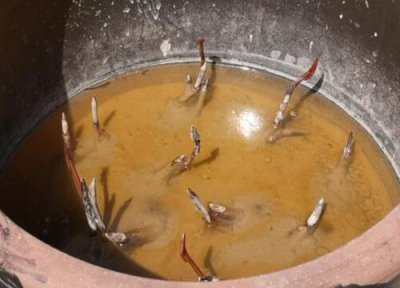 藕什么时候种植 几月最佳 莲藕高产栽培技术方法