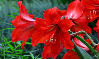 朱顶红几月份开花 朱顶红开花时间