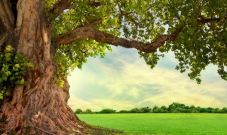 水位低的地方适合种植什么 低洼盐碱地适合种植的植物有哪些