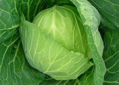 卷心菜病虫害图谱及防治 种植卷心菜和预防害虫病