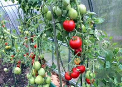 西红柿保存方法 西红柿保存的最佳方法