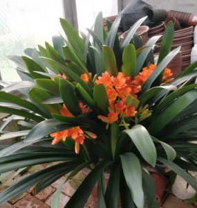 君子兰叶子都烂了还能活吗 君子兰叶子烂掉了怎么处理