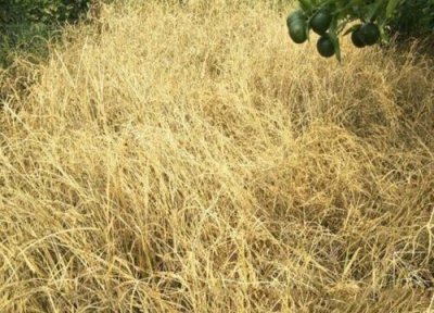 杂草做肥料 杂草可以做肥料吗