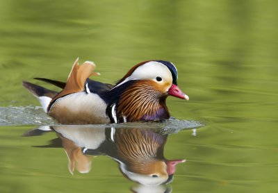 鸳鸯的含义寓意和象征意义 鸳鸯代表的是忠贞的爱情吗