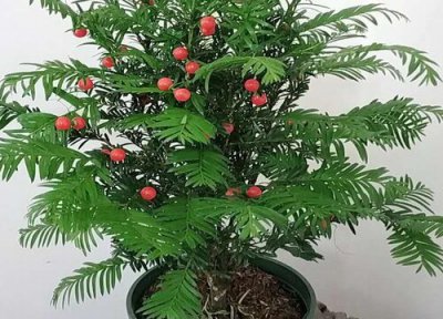 红豆杉开花吗 长得什么样子