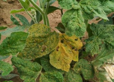 大豆种植中常见病害 大豆病虫害防治技术与方法措施