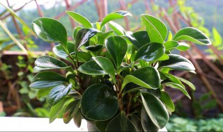 电脑宝贝怎么养才能更旺盛 电脑宝贝如何养才能更旺盛