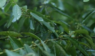 山苍子适合什么季节播种 山苍子介绍