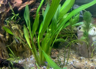 水草快速生根方法 如何让水草快速生根