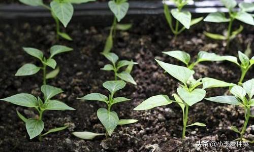 移栽辣椒苗时应注意哪些问题