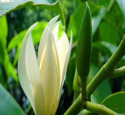 白兰花用什么肥料最好