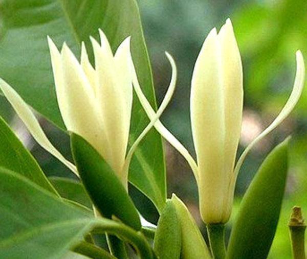 白兰花用什么肥料最好