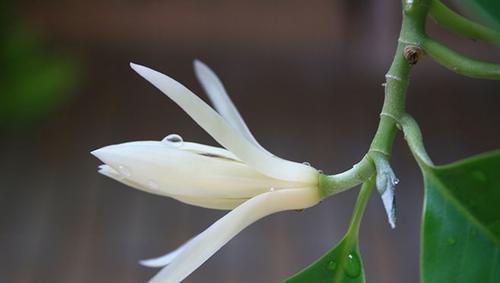 白兰花用什么肥料最好