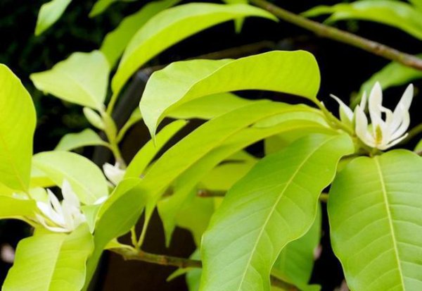 白兰花用什么肥料最好