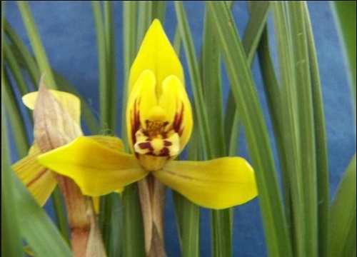 兰花花苞掉落的原因