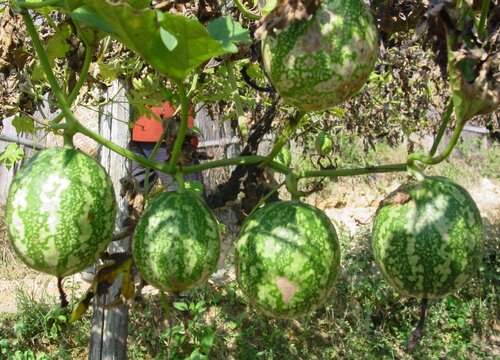 中药瓜蒌的功效与作用