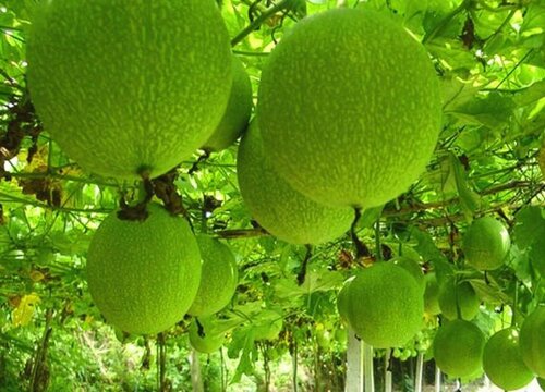 中药瓜蒌的功效与作用