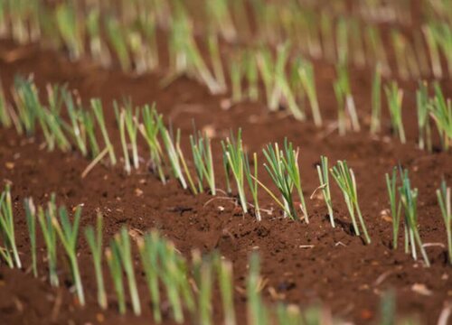 大棚韭菜的种植方法和时间