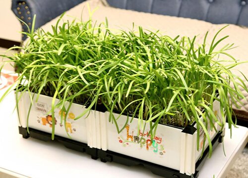 大棚韭菜的种植方法和时间