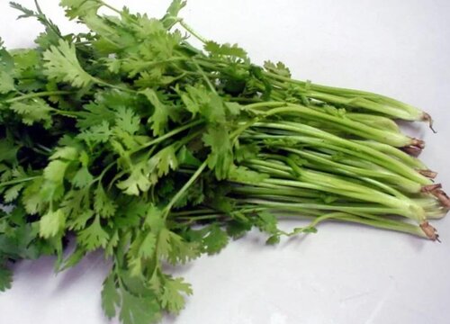 香菜北方几月份种植最好