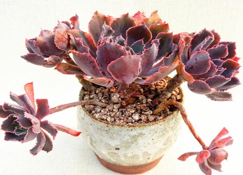 多肉植物怎么栽种好看
