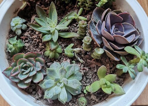 多肉植物怎么栽种好看