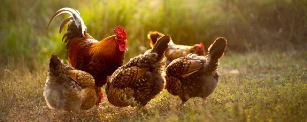 南方冬天室内怎么养好鸡