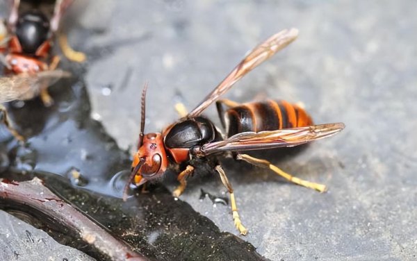 世界上最毒的蜜蜂排名