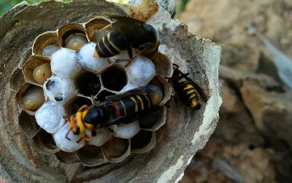 世界上最毒的蜜蜂排名