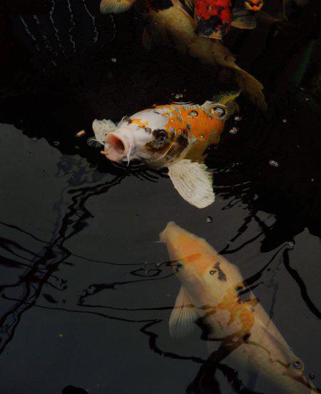 锦鲤鱼怎么养比较好